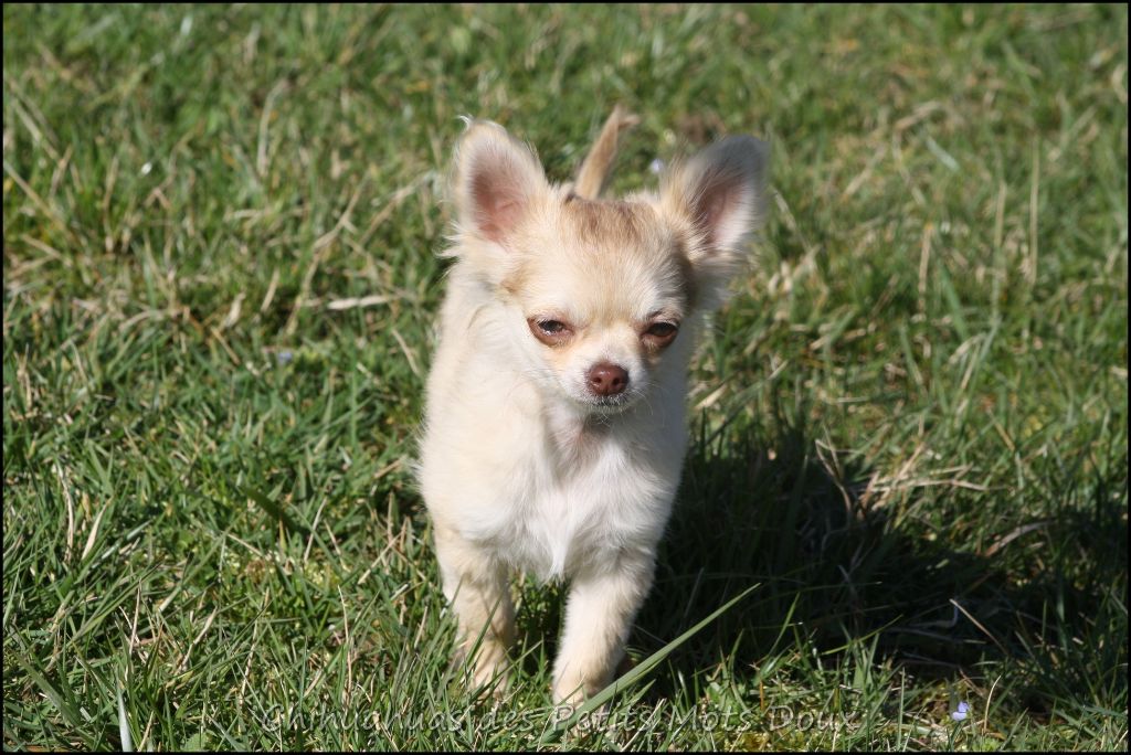Chiot Elevage Des Petits Mots Doux Eleveur Chihuahua Poils
