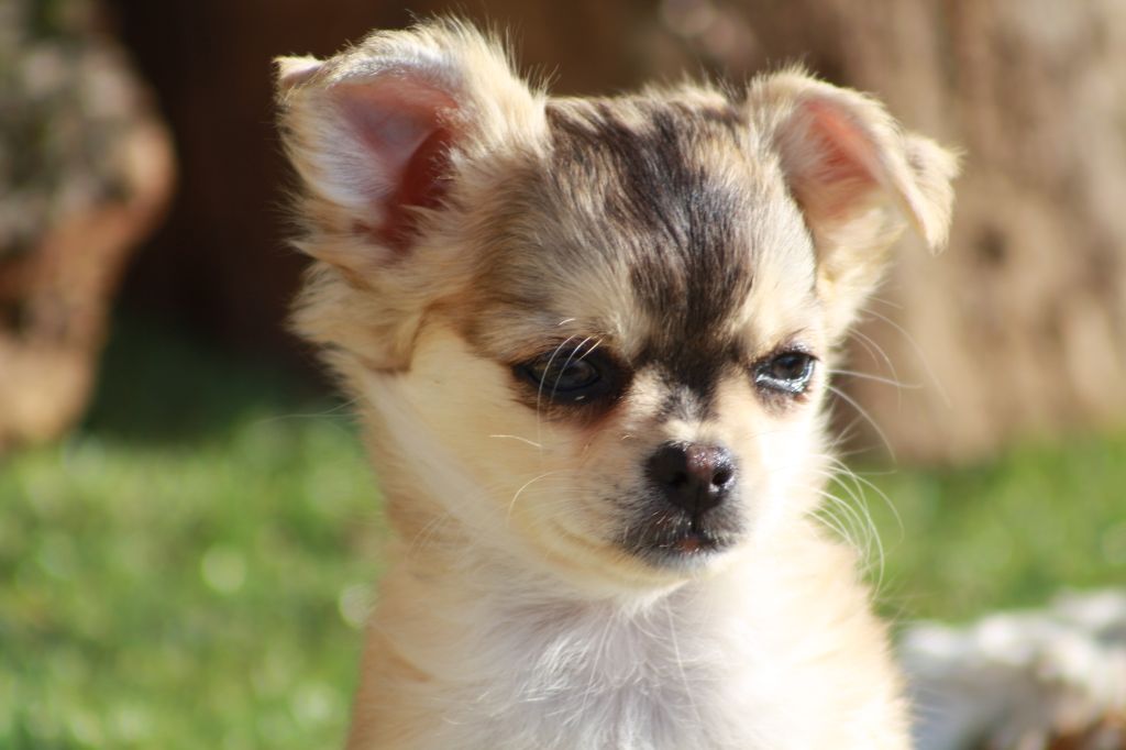 Chiot Elevage Des Petits Mots Doux Eleveur Chihuahua Poils