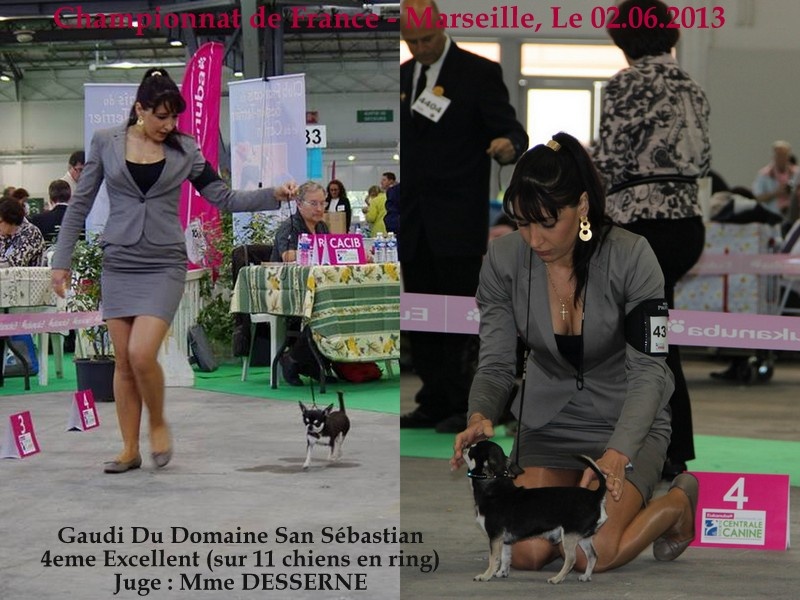 CH. Gaudi du Domaine San Sébastian - 4eme Excellent