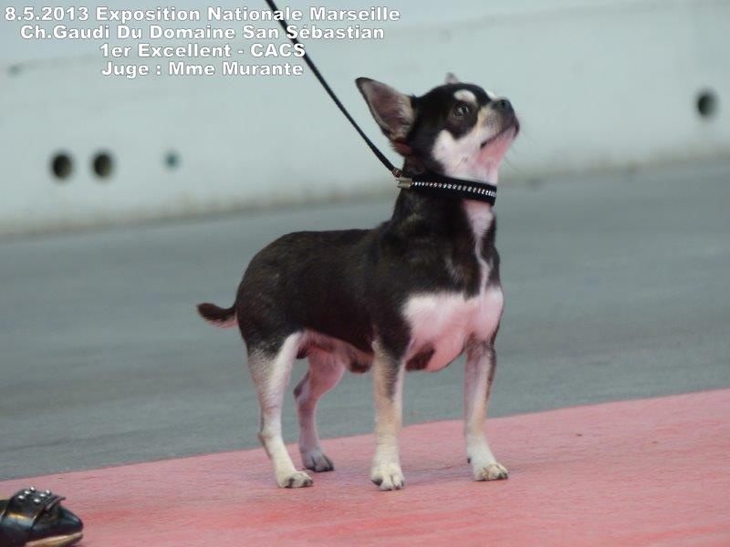 CH. Gaudi du Domaine San Sébastian - 1er Excellent - CACS