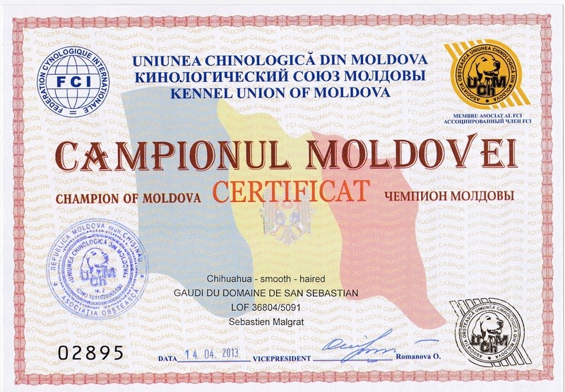 CH. Gaudi du Domaine San Sébastian - 1er Excellent - CAC - BOB