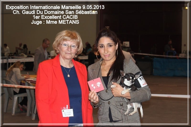 CH. Gaudi du Domaine San Sébastian - 1er Excellent - CACIB