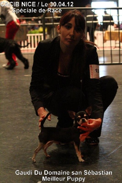 CH. Gaudi du Domaine San Sébastian - 1er Trés Prometteur / Meilleur Puppy