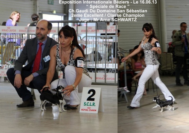 CH. Gaudi du Domaine San Sébastian - 2eme Excellent / Classe Champion