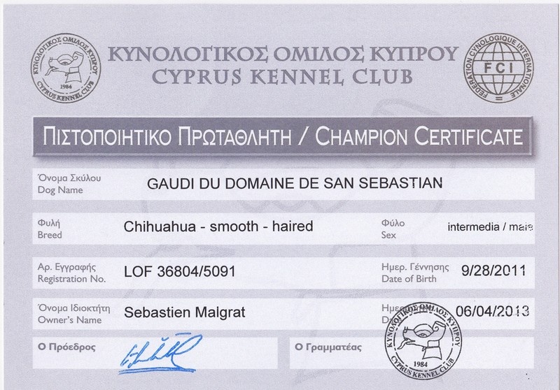 CH. Gaudi du Domaine San Sébastian - 1er Excellent - CAC - BOS - BOB - Ch. de Chypre