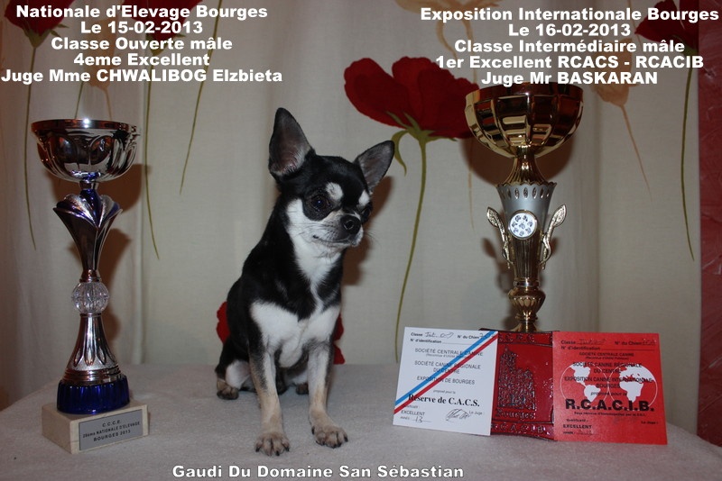 CH. Gaudi du Domaine San Sébastian - 1er Excellent RCACS - RCACIB