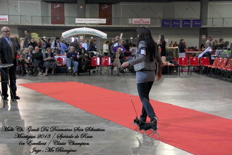 CH. Gaudi du Domaine San Sébastian - 1er Excellent