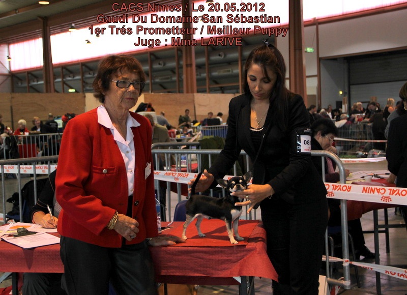 CH. Gaudi du Domaine San Sébastian - 1er Trés Prometteur / Meilleur Puppy
