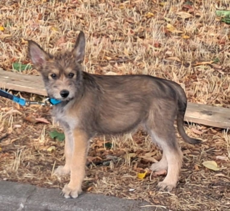 ARYA du domaine de sursaint