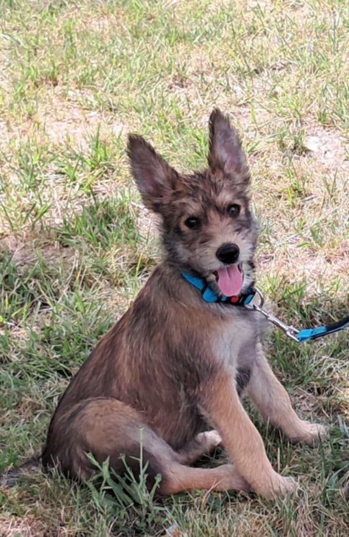 ARYA du domaine de sursaint