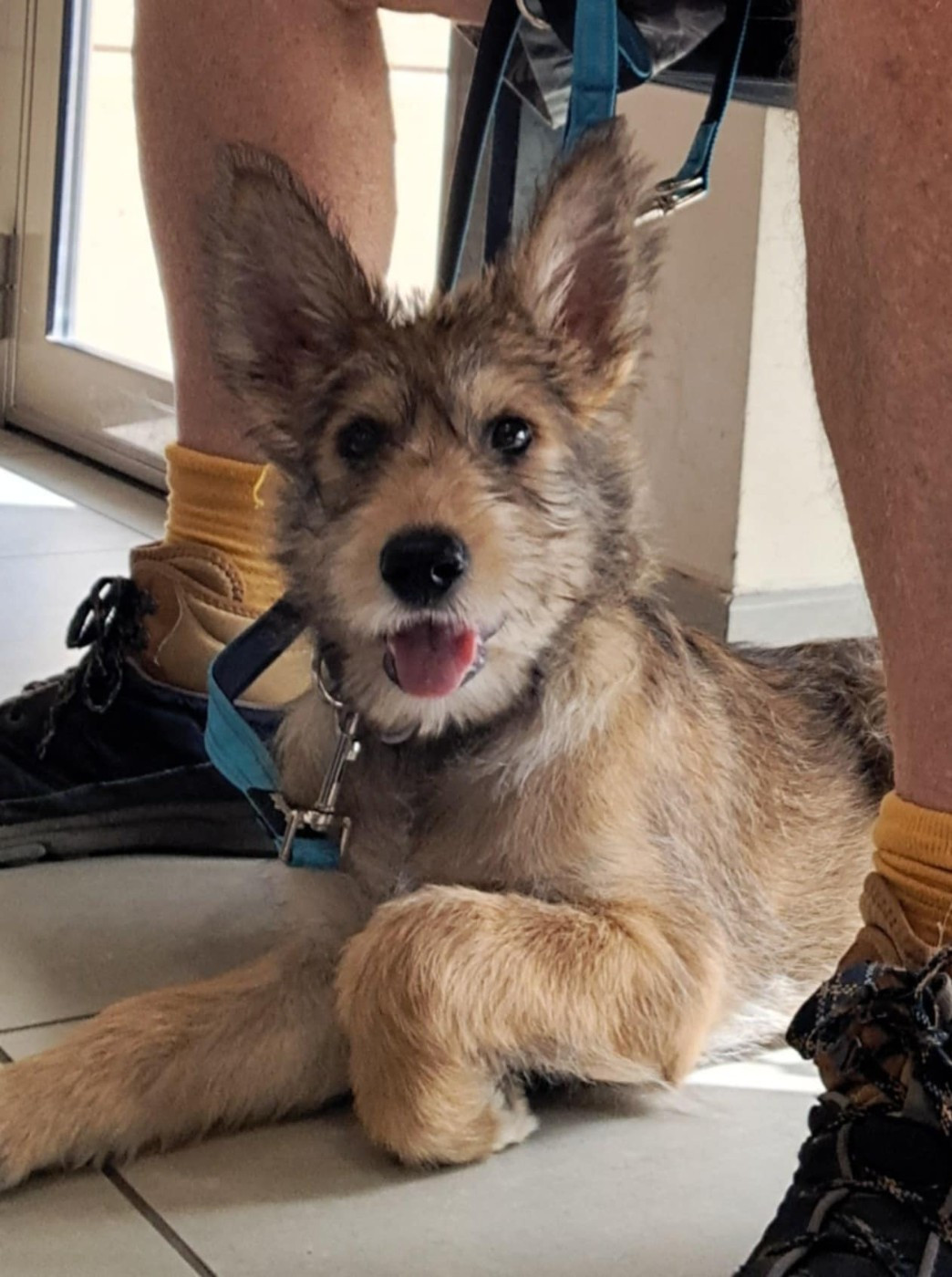 ARYA du domaine de sursaint