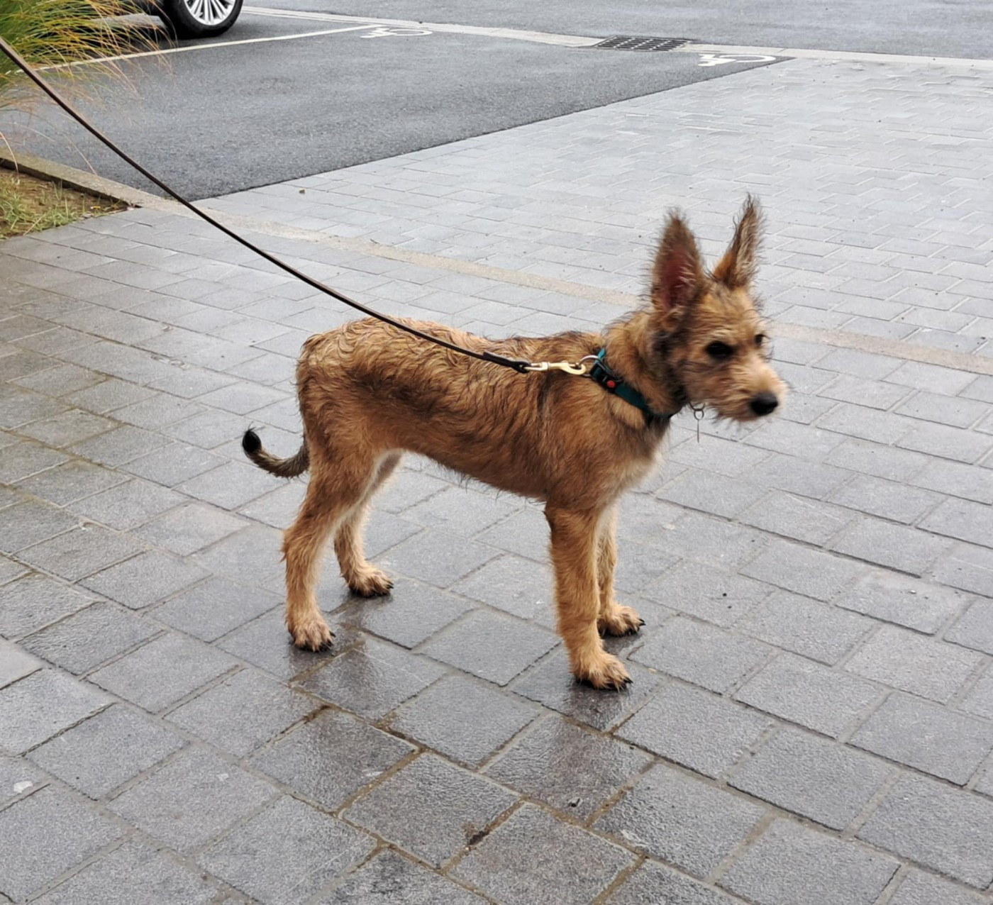 ARYA du domaine de sursaint