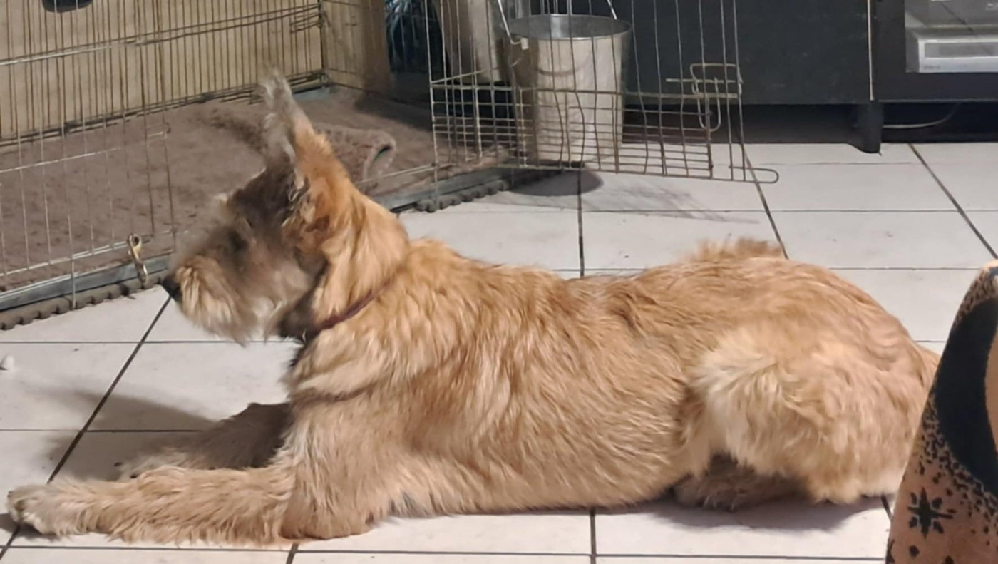 ARYA du domaine de sursaint