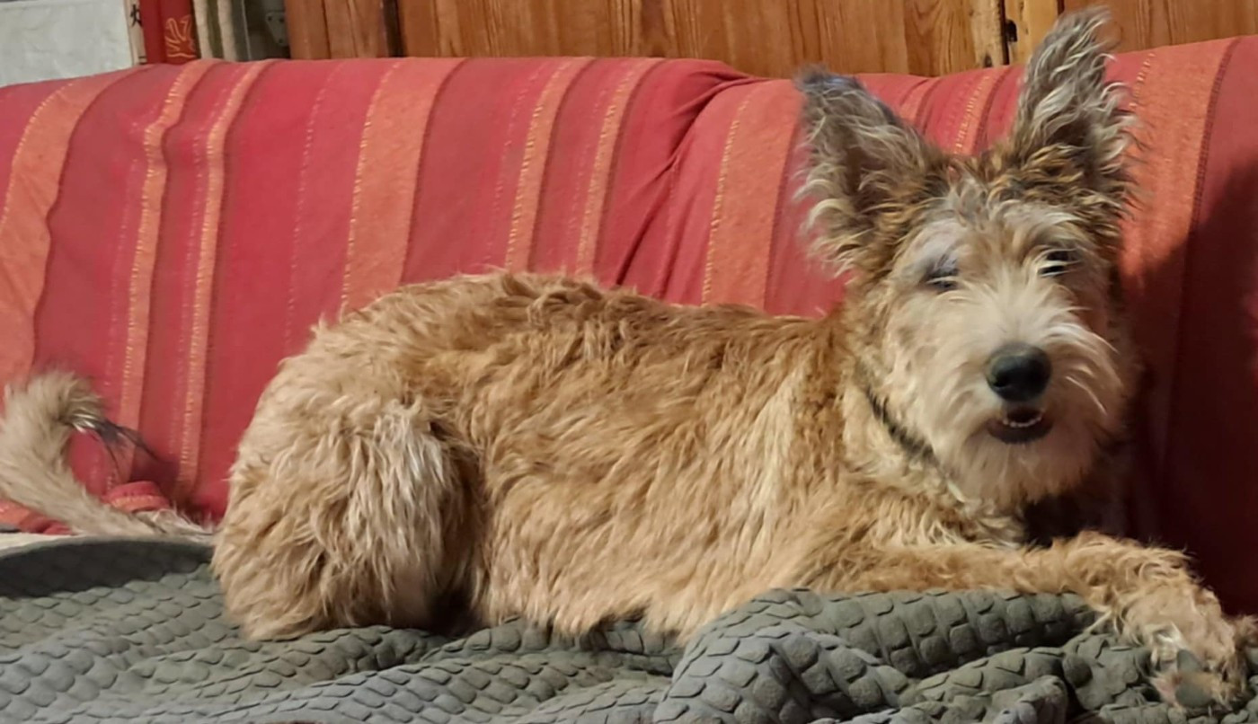 ARYA du domaine de sursaint