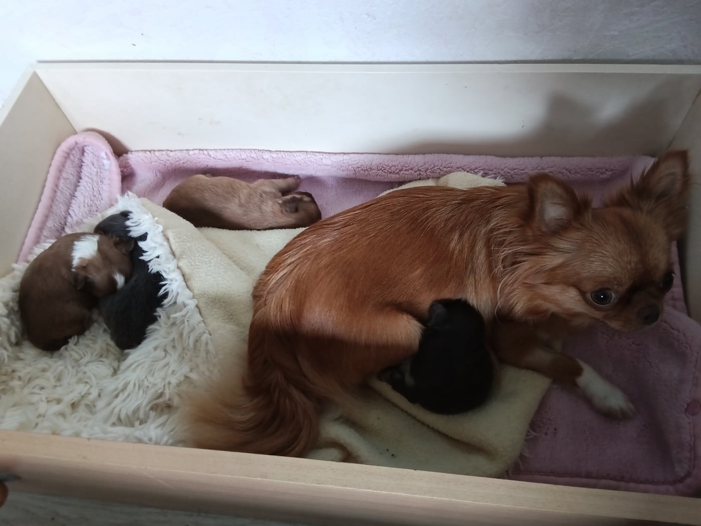 Chihuahua - Des Cailloux Bleus