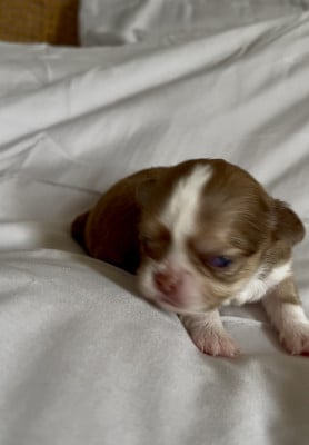 Les chiots de Chihuahua