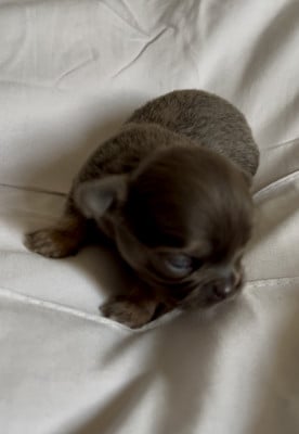 Les chiots de Chihuahua