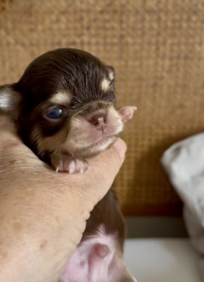 Les chiots de Chihuahua