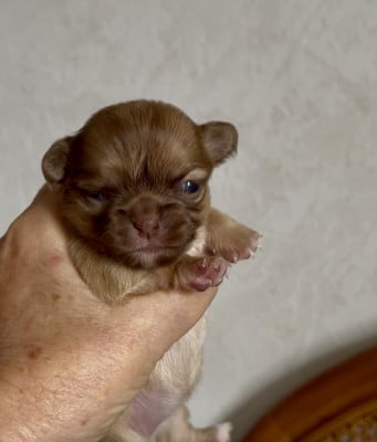 Les chiots de Chihuahua
