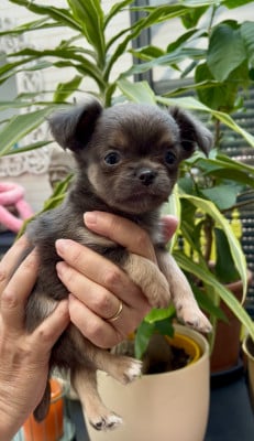 Les chiots de Chihuahua