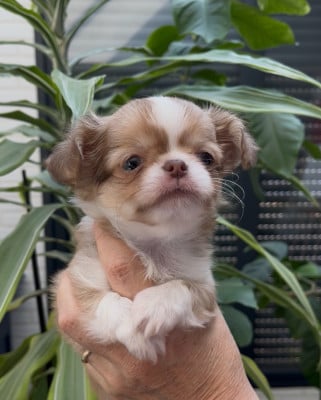 Les chiots de Chihuahua