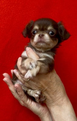 Les chiots de Chihuahua