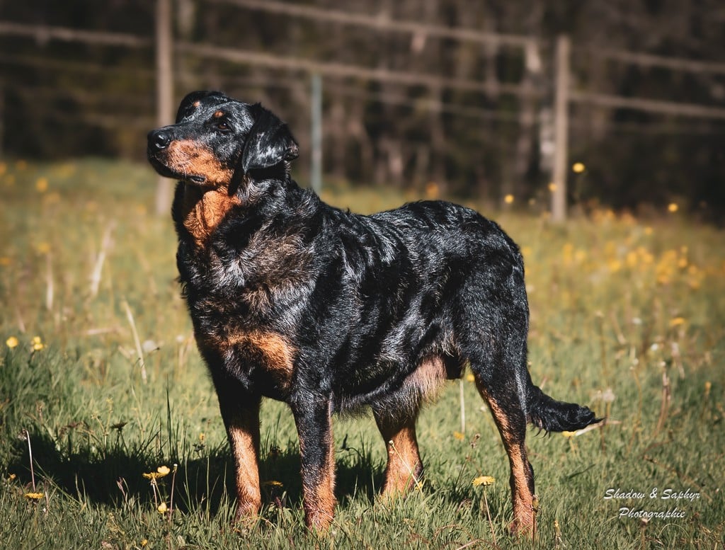Rasta Du Royaume De Galadriel