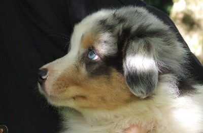 Du Royaume De Galadriel