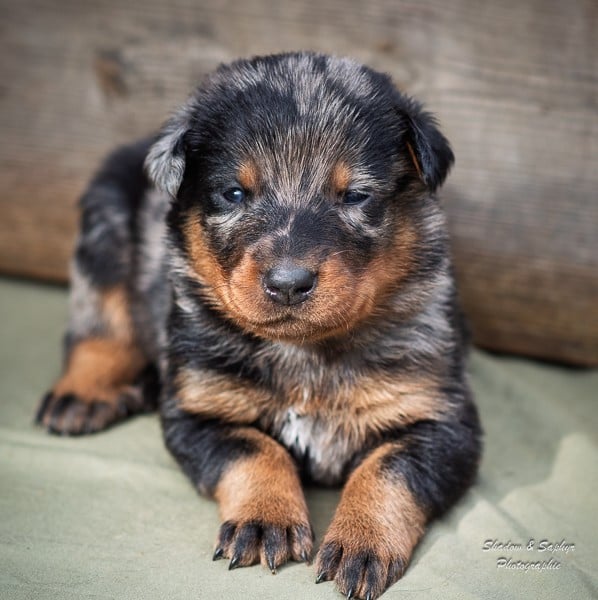 Berger de Beauce - Du Royaume De Galadriel