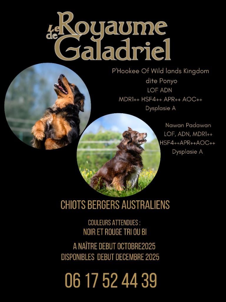 Berger Australien - Du Royaume De Galadriel