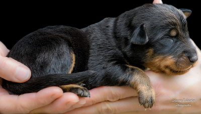 Les chiots de Berger de Beauce