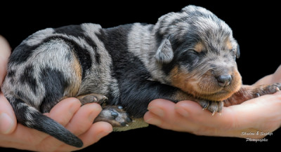 Les chiots de Berger de Beauce
