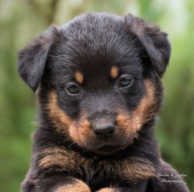 Les chiots de Berger de Beauce