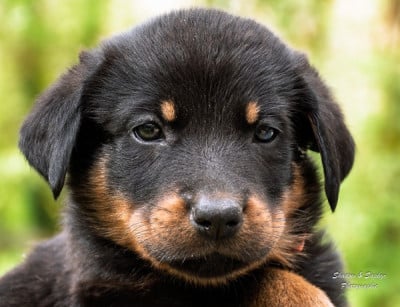 Les chiots de Berger de Beauce