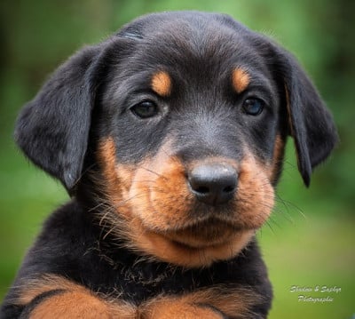 Les chiots de Berger de Beauce