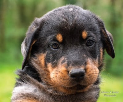 Les chiots de Berger de Beauce