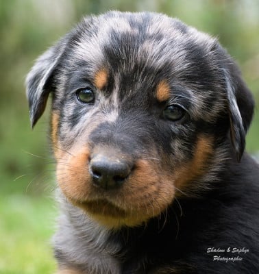 Les chiots de Berger de Beauce