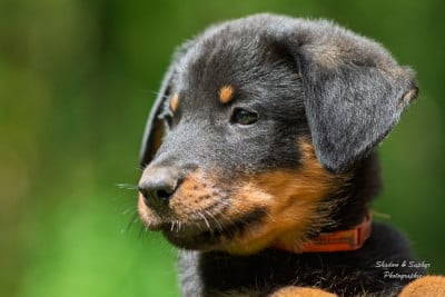 Les chiots de Berger de Beauce