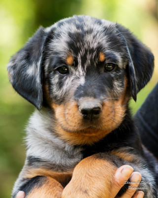Les chiots de Berger de Beauce