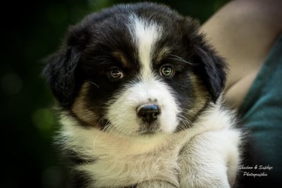Les chiots de Berger Australien