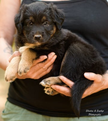 Les chiots de Berger Australien