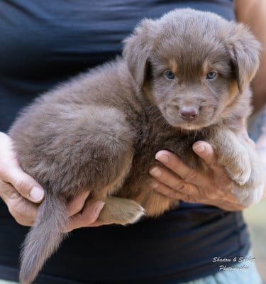 Les chiots de Berger Australien
