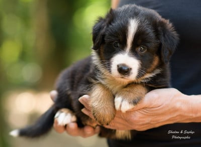 Les chiots de Berger Australien