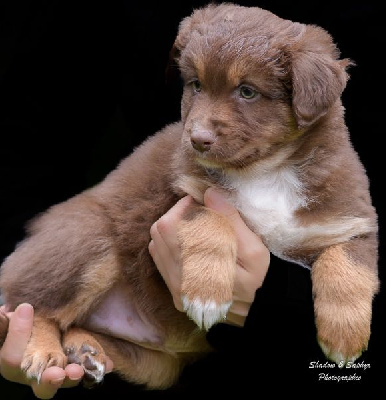 Les chiots de Berger Australien