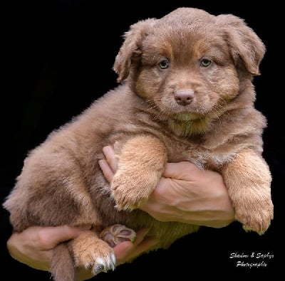 Les chiots de Berger Australien