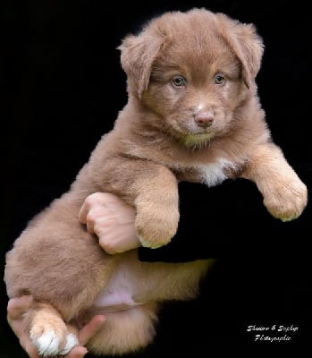 Les chiots de Berger Australien