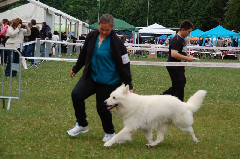 Enjoy Du domaine de la combe noire - 1 er excellent CACS BOB Classe Travail Male