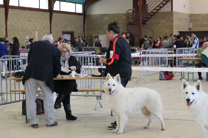 Enjoy Du domaine de la combe noire - 1 er excellent CACS BOS BOB 3 éme BOG
