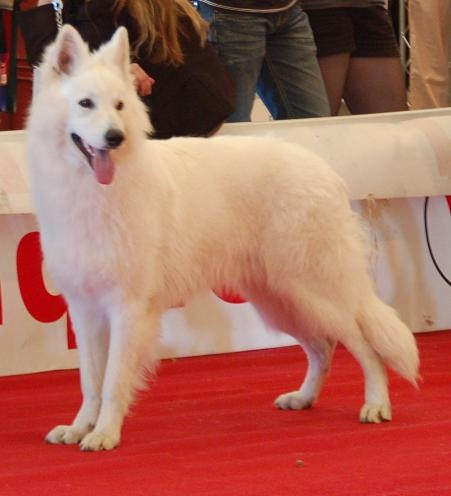 Enjoy Du domaine de la combe noire - 1er excellent Meilleur jeune, Puis 1er BOG jeune et 2éme BIS jeune