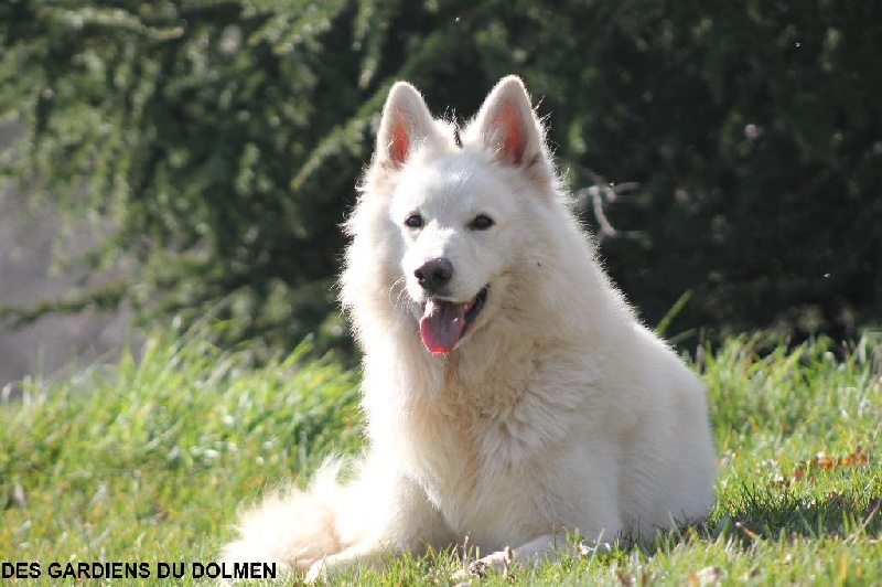 Enjoy Du domaine de la combe noire - 1 er excellent en classe travail male